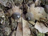 Geastrum lloydianum image