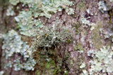 Usnea endochrysea image