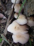 Psathyrella tuberculata image