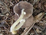 Psathyrella tuberculata image