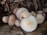 Psathyrella tuberculata image