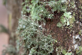 Usnea endochrysea image