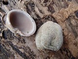 Auricularia nigricans image