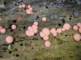 Lycogala epidendrum image