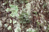 Usnea endochrysea image