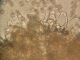 Inocybe assimilata image