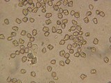 Inocybe assimilata image