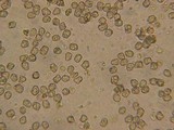 Inocybe assimilata image