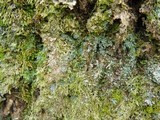 Normandina pulchella image
