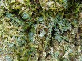 Normandina pulchella image