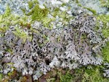 Parmelia omphalodes image