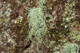 Usnea subscabrosa image