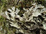 Lobaria scrobiculata image