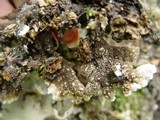 Lobaria scrobiculata image