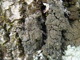 Pannaria conoplea image