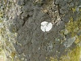 Pannaria conoplea image