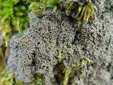Pannaria rubiginosa image