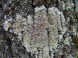Pannaria rubiginosa image