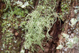 Usnea subscabrosa image