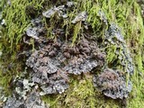 Degelia plumbea image