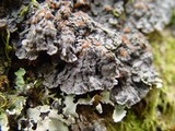 Degelia plumbea image