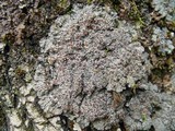 Degelia plumbea image