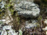 Degelia plumbea image