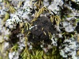 Polychidium muscicola image