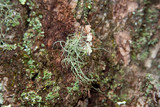 Usnea subscabrosa image