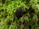 Collema fasciculare image