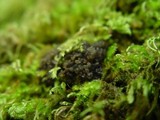 Collema fasciculare image