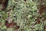 Usnea subscabrosa image
