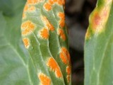 Allodus podophylli image