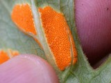 Allodus podophylli image