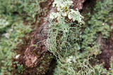 Usnea subscabrosa image