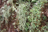 Usnea subscabrosa image