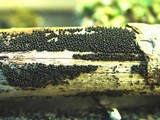 Bertia moriformis image