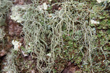 Usnea subscabrosa image