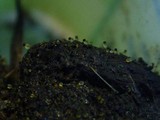 Pilobolus kleinii image