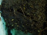 Pilobolus kleinii image