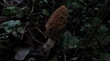 Morchella americana image