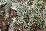 Usnea subscabrosa image