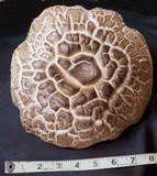 Agaricus californicus image