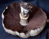 Agaricus californicus image
