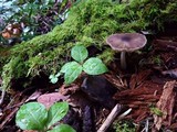 Pluteus primus image