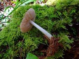 Pluteus primus image