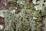 Usnea subscabrosa image
