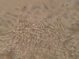 Pluteus primus image