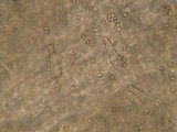Pluteus primus image