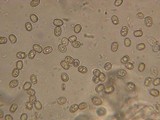 Pluteus primus image